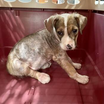 Sea Hawk -  American Staffordshire Terrier Dog for Adoption in Livingston, Texas - Sea Hawk | PetCurious