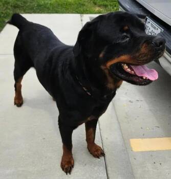 King -  Rottweiler Dog for Adoption in Polk, Ohio - King | PetCurious