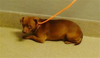 Rescue Chihuahua Dogs for Adoption in Las Vegas, Nevada - NELLY | PetCurious