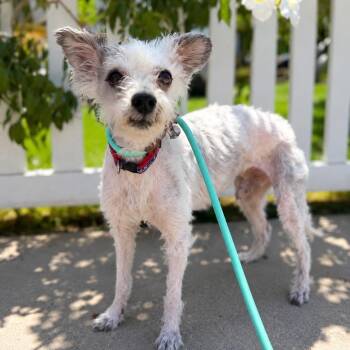Terrier Dogs Available for Adoption in Newport Beach, California - Ferguson | PetCurious