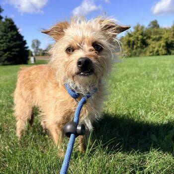 Oliver -  Terrier Dog for Adoption in Allegan, Michigan - Oliver | PetCurious