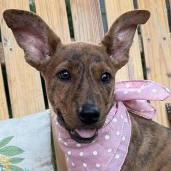 Ruby (20260815-02) -  Cattle Dog Dog for Adoption in Niagara Falls, Ontario - Ruby (20260815-02) | PetCurious