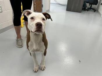 A383856 -  Pit Bull Terrier Dog for Adoption in Ocala, Florida - A383856 | PetCurious