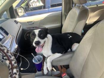 LILY -  Terrier Dog for Adoption in San Antonio, Texas - LILY | PetCurious