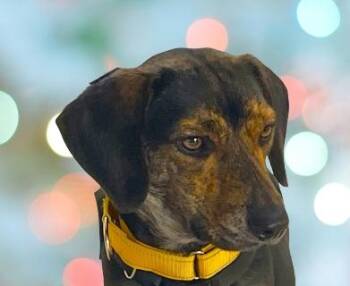 Rescue Mixed Breed Dogs for Adoption in Schaumburg, Illinois - Capri | PetCurious