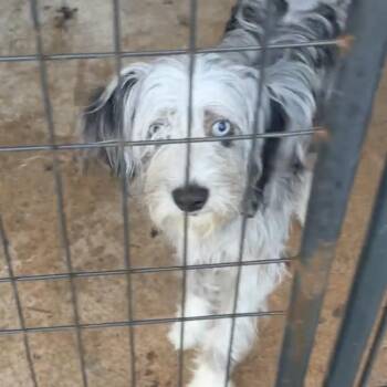 Charlotte -  Mixed Breed Dog for Adoption in Lake Jackson, Texas - Charlotte | PetCurious