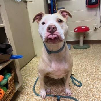 Nola Kate -  Pit Bull Terrier Dog for Adoption in Chehalis, Washington - Nola Kate | PetCurious