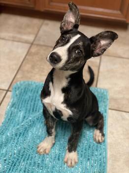 Taylor -  Mixed Breed Dog for Adoption in Lacon, Illinois - Taylor | PetCurious