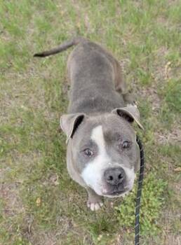 TOSH -  Pit Bull Terrier Dog for Adoption - TOSH | PetCurious