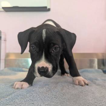 Rescue Mixed Breed Dogs for Adoption in Loxahatchee Groves, Florida - Pup 6 | PetCurious