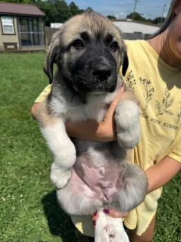 Narcissus -  Great Pyrenees Dog Available for Adoption in Taycheedah, Wisconsin - Narcissus | PetCurious