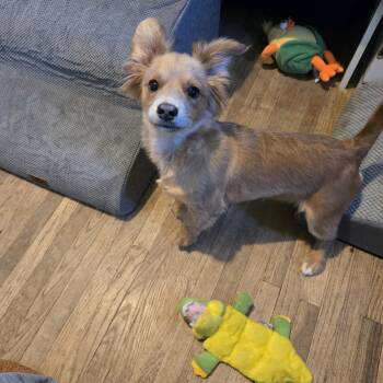 Joey -  Chihuahua and Dachshund Dog for Adoption in Hermiston, Oregon - Joey | PetCurious
