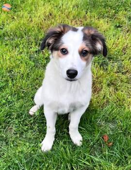Avera -  Collie and Labrador Retriever Dog Available for Adoption in Salamanca, New York - Avera | PetCurious