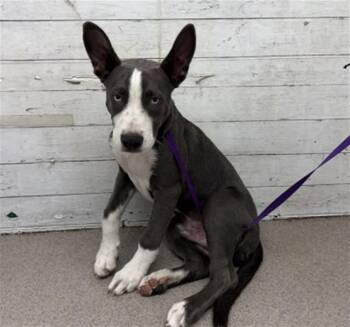 KYE -  Pit Bull Terrier and Siberian Husky Dog for Adoption in San Bernardino, California - KYE | PetCurious