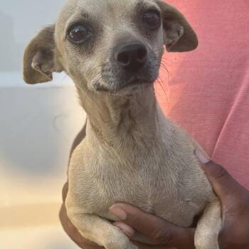 Teddy - Local October 9-11 -  Chihuahua Dog for Adoption in Brookshire, Texas - Teddy - Local October 9-11 | PetCurious