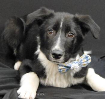 Nectar -  Border Collie Dog for Adoption in Newland, North Carolina - Nectar | PetCurious
