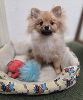 Boba -  Pomeranian Dog for Adoption in Clovis, California - Boba | PetCurious