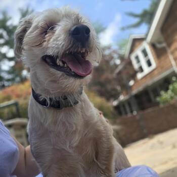 REEVIE -  Yorkshire Terrier and Maltese Dog for Adoption in Waterford, New Jersey - REEVIE | PetCurious