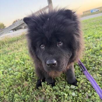 Riot -  Chow Chow Dog for Adoption in Blue Earth, Minnesota - Riot | PetCurious