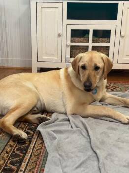 Labrador Retriever Dogs Available for Adoption - Carson | PetCurious