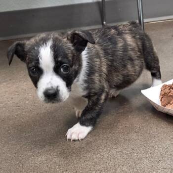 Daphne -  Mixed Breed Dog for Adoption in Chattanooga, Tennessee - Daphne | PetCurious