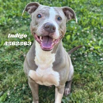 Pit Bull Terrier Dogs Available for Adoption - INDIGO | PetCurious