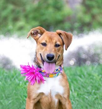 Shepherd Dogs Available for Adoption in Coatesville, Pennsylvania - Carmelita | PetCurious