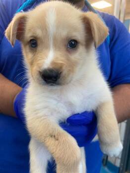 Mixed Breed Dogs Available for Adoption in Dallas, Texas - VENUS | PetCurious