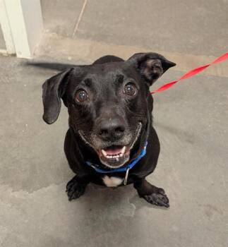 Beagle Dogs Available for Adoption - WINSLOW* | PetCurious