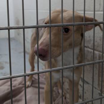 Mixed Breed Dogs Available for Adoption - 188265 Jerry LOOKING FOR OWNER | PetCurious