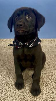 Steffie -  Black Labrador Retriever Dog for Adoption in Phoenix, Arizona - Steffie | PetCurious