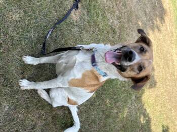 Rescue Mixed Breed Dogs for Adoption in Cando, Saskatchewan - Kaiya | PetCurious