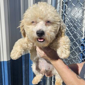 Henry -  Maltipoo Dog for Adoption in Kalamazoo, Michigan - Henry | PetCurious