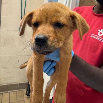 Dawsin -  Labrador Retriever Dog for Adoption in Birmingham, Alabama - Dawsin | PetCurious