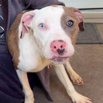Halo -  Pit Bull Terrier Dog for Adoption in Waterloo, Iowa - Halo | PetCurious