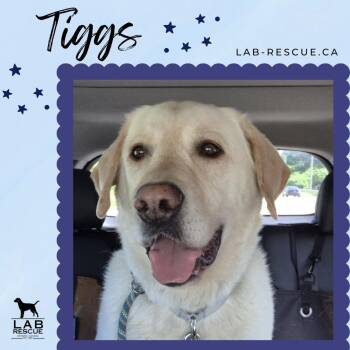 Tiggs -  Labrador Retriever Dog for Adoption in Oakville, Ontario - Tiggs | PetCurious