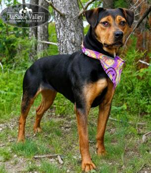 Dolly -  Mixed Breed Dog for Adoption in Grayling, Michigan - Dolly | PetCurious