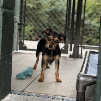 Webkinz -  Terrier and Mixed Breed Dog Available for Adoption in Carencro, Louisiana - Webkinz | PetCurious
