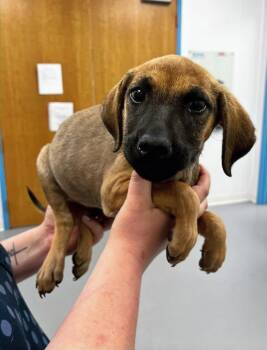 Hound Dogs Available for Adoption in Hartsville, South Carolina - Eugene | PetCurious