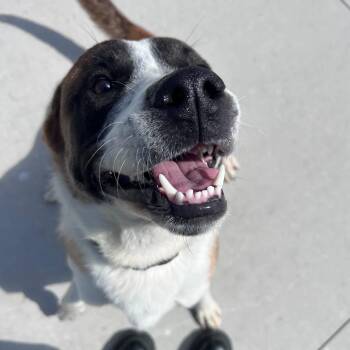Mixed Breed Dogs Available for Adoption in Matteson, Illinois - Hawk | PetCurious