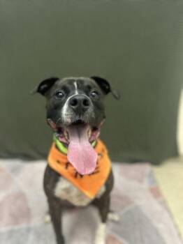 Deuce -  Mixed Breed Dog for Adoption in Hamilton, Ohio - Deuce | PetCurious
