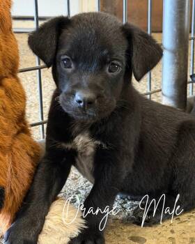 Merle -  Labrador Retriever and Australian Cattle Dog Blue Heeler Dog for Adoption in Herald, California - Merle | PetCurious