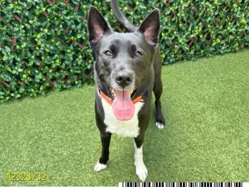 Mixed Breed Dogs Available for Adoption - MANDIE | PetCurious