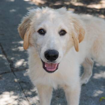ELIO -  Great Pyrenees and Mixed Breed Dog for Adoption in Richmond, California - ELIO | PetCurious