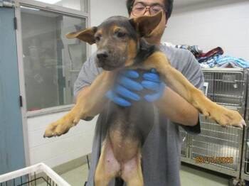 German Shepherd Dog and Mixed Breed Dogs Available for Adoption - A471160 | PetCurious