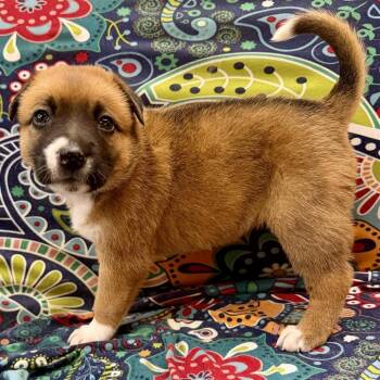 Mixed Breed Dogs Available for Adoption - Chiffon | PetCurious