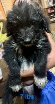 Cuthbert / Fisher -  Labrador Retriever and Mixed Breed Dog for Adoption in Broomfield, Colorado - Cuthbert / Fisher | PetCurious