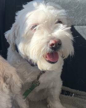 Maltese Dogs Available for Adoption - Sonny Boy | PetCurious