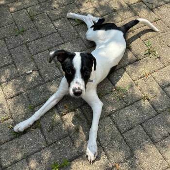 Rescue Rat Terrier Dogs for Adoption in Romeoville, Illinois - Molly | PetCurious