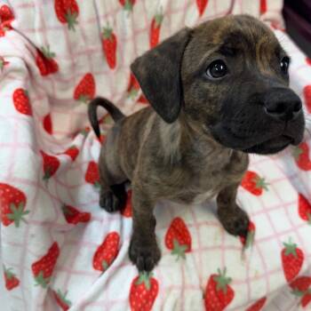 Rosebud -  Boxer and Black Labrador Retriever Dog for Adoption in Kittanning, Pennsylvania - Rosebud | PetCurious